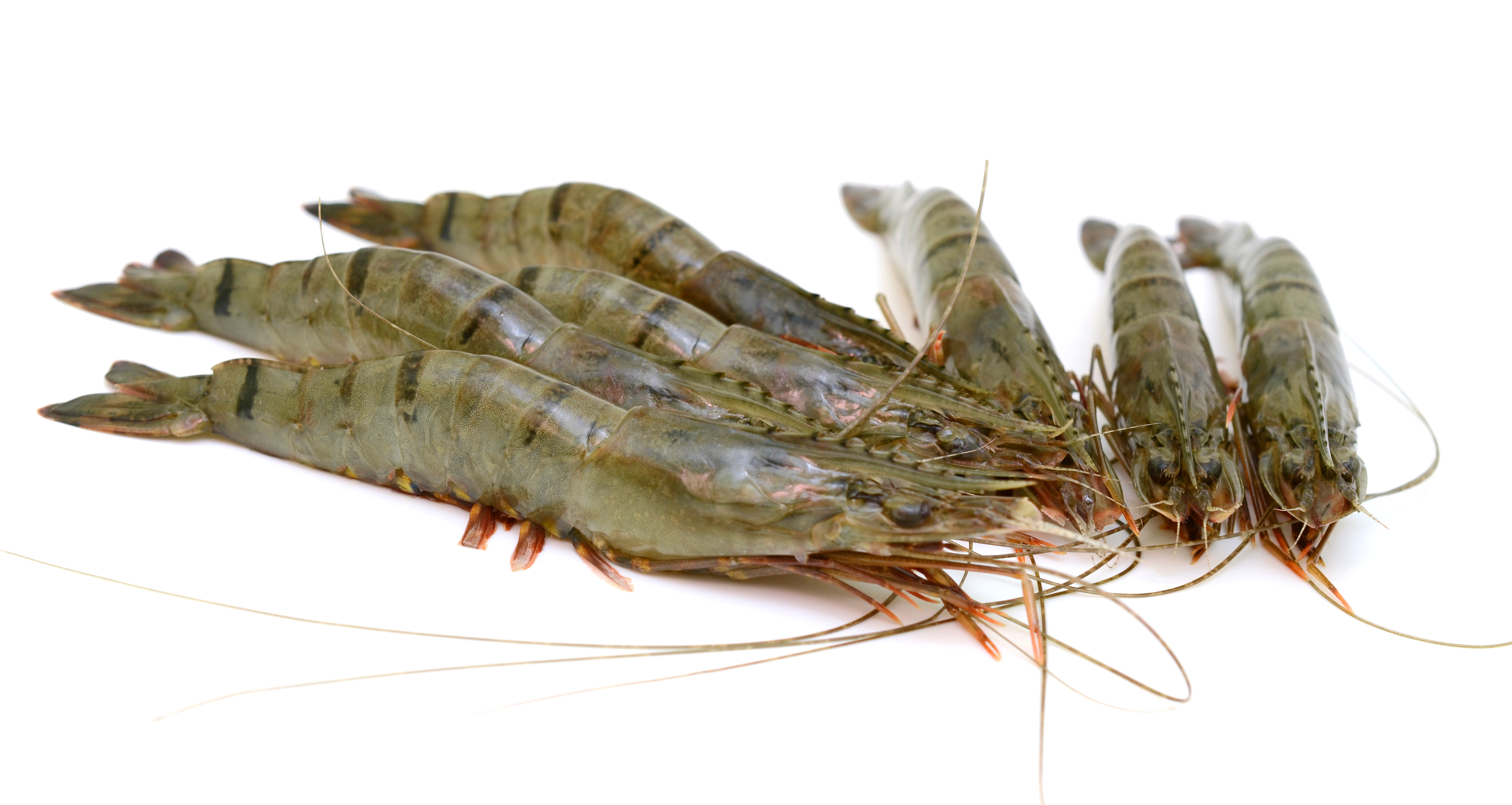 Black Tiger prawns