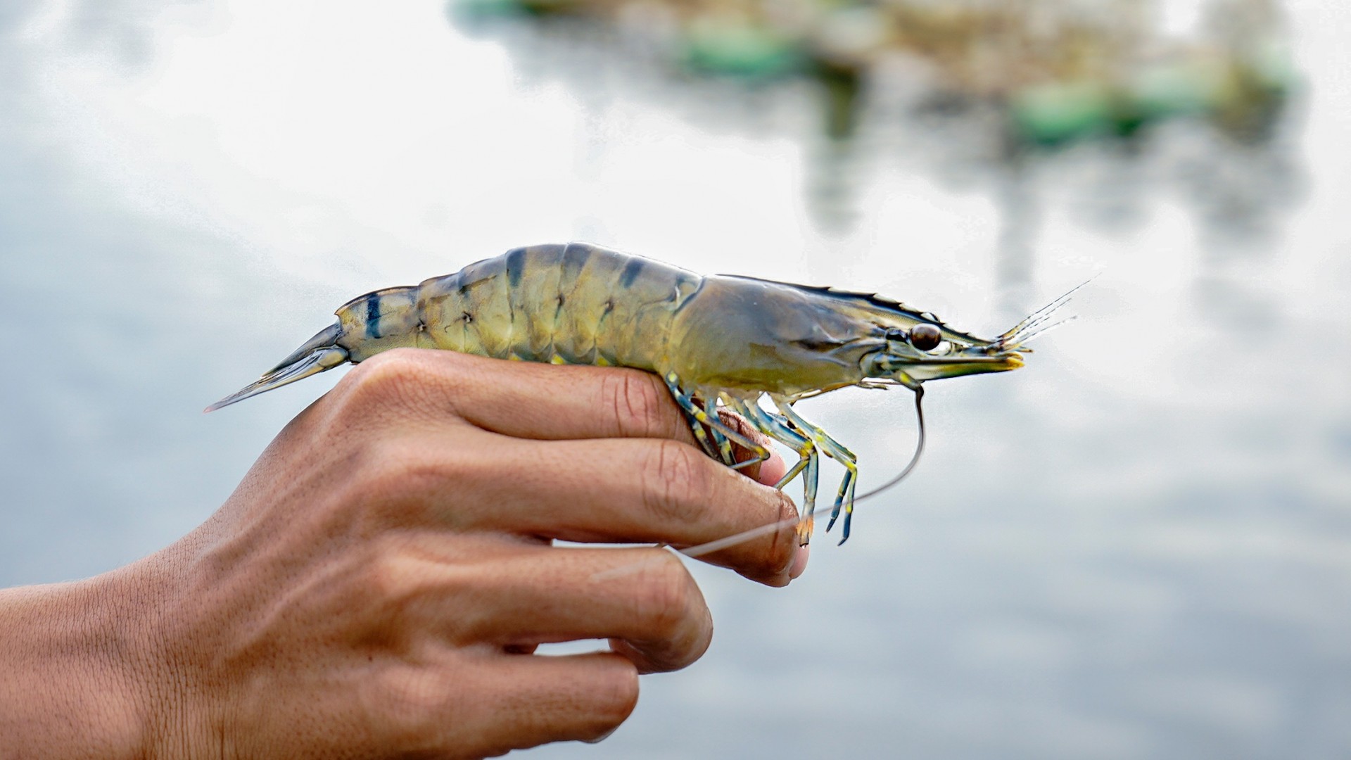 Výpis článku JAM SEAFOODS EU B.V.